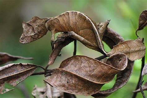 家裡有壁虎代表|在風水學中：家裡進壁虎是什麼寓意？4種預兆要「小心」了